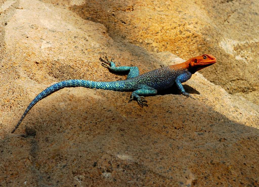 Agama osadní