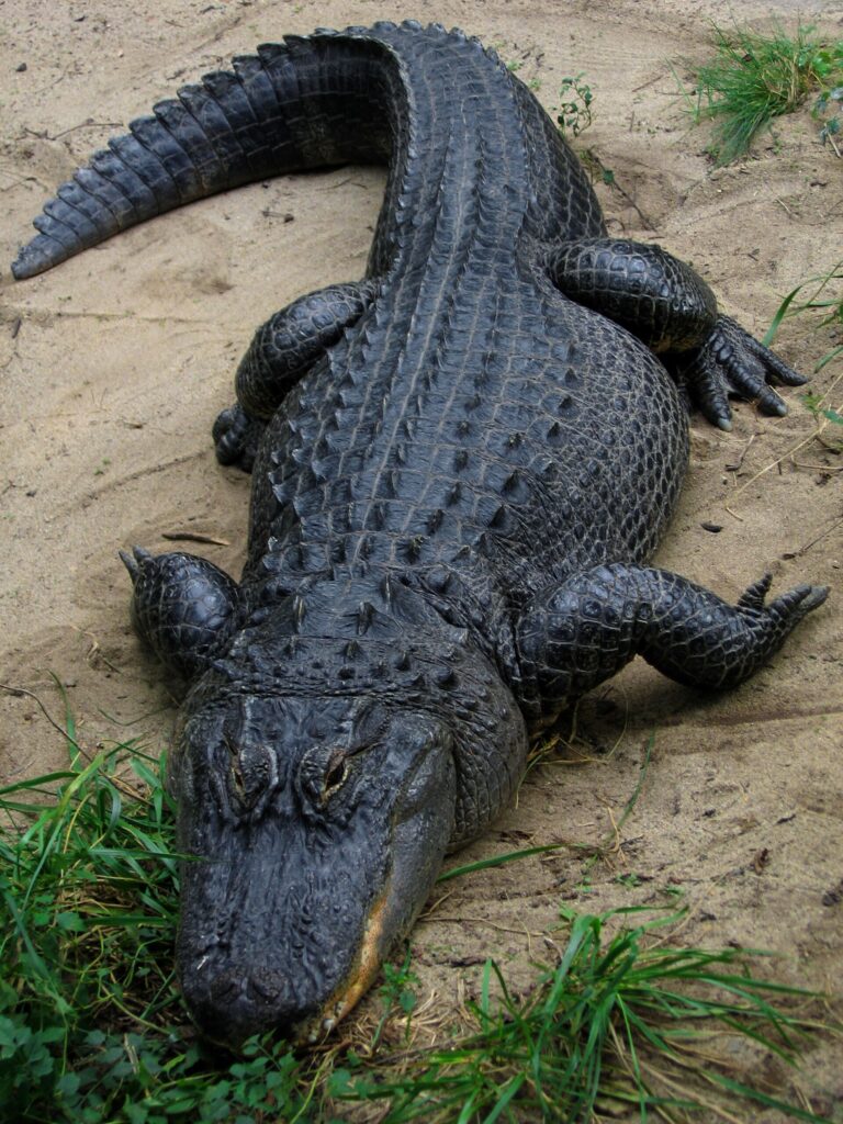 Aligátor severoamerický (Alligator mississippiensis)
