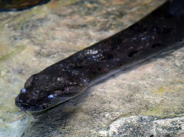 Anakonda velká (Eunectes murinus)