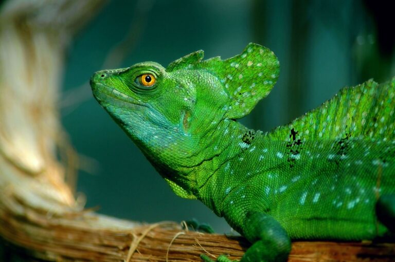 Bazilišek zelený (Basiliscus plumifrons)