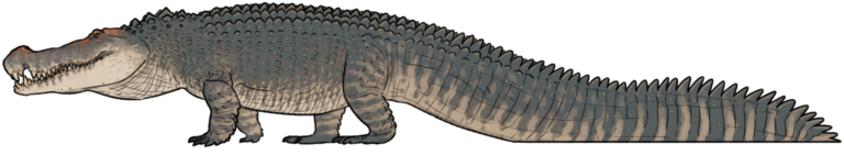 Deinosuchus (Deinosuchus)