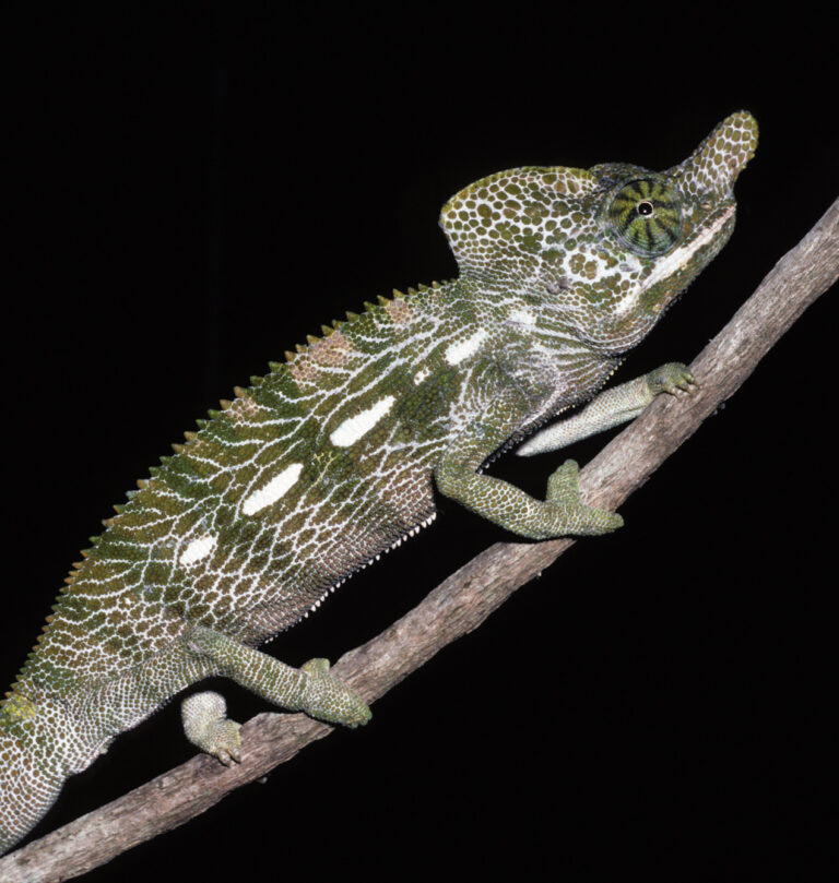 Furcifer labordi Furcifer labordi (Furcifer labordi)