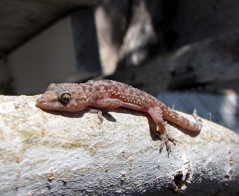 Gekon turecký (Hemidactylus turcicus)