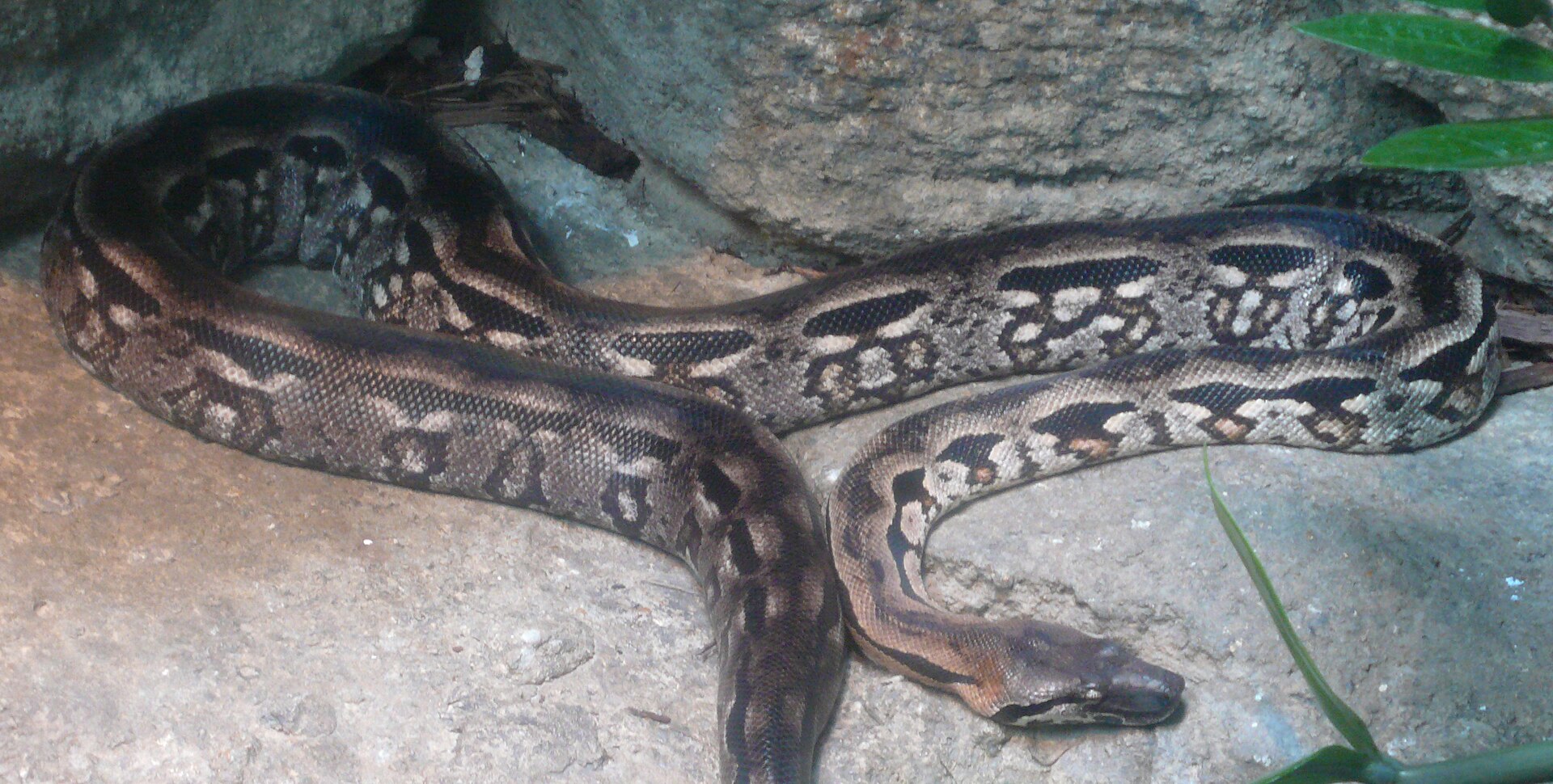 Hroznýš madagaskarský
