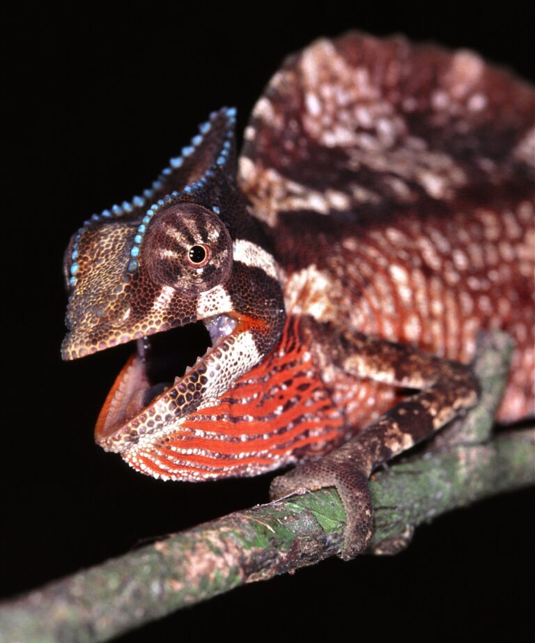 Chameleon hřebenatý Chameleon hřebenatý (Trioceros cristatus)