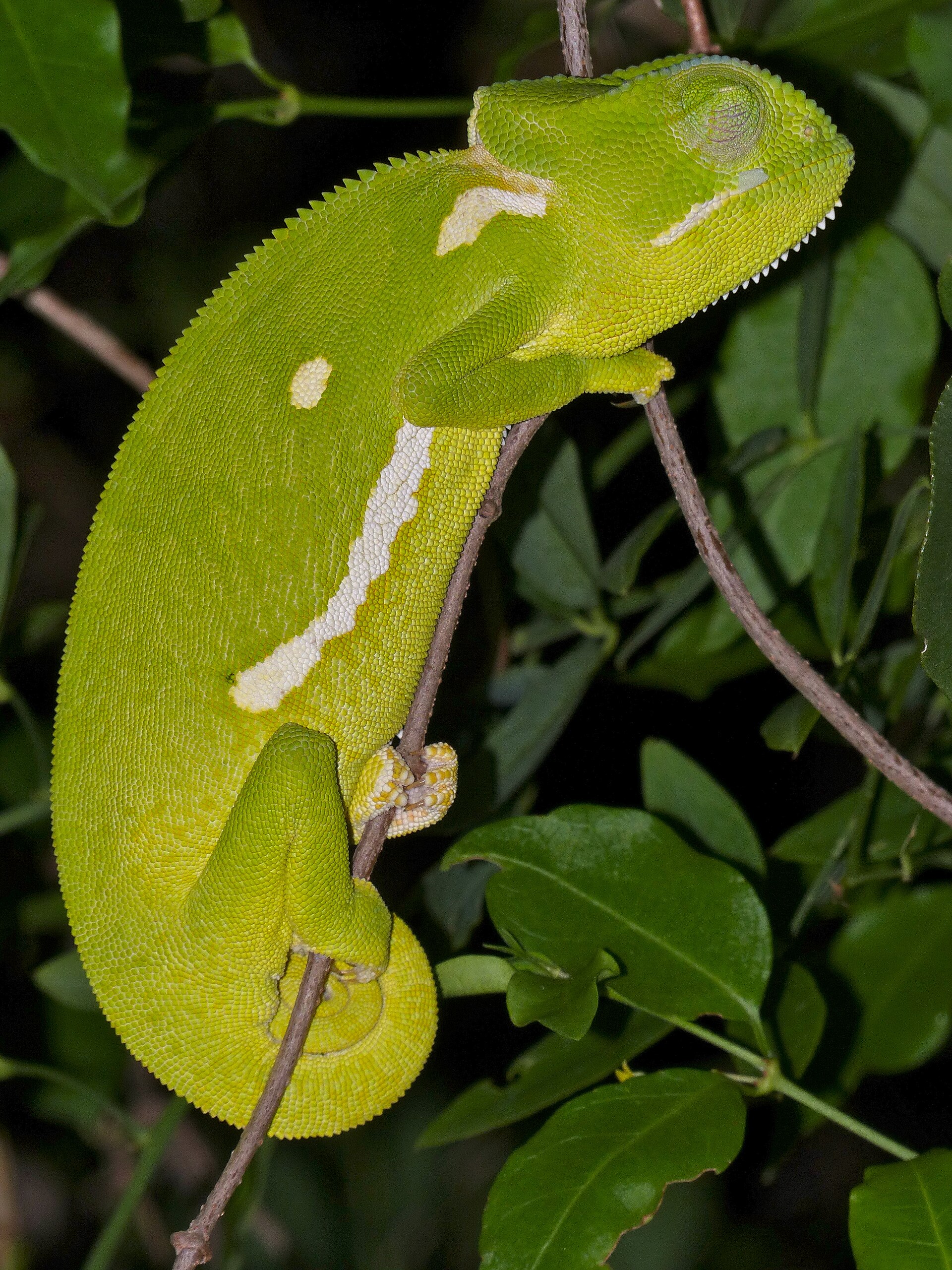 Chameleon límcový
