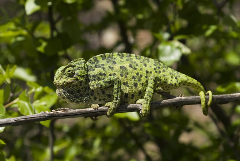 Chameleon obecný Chameleon obecný (Chamaeleo chamaeleon)