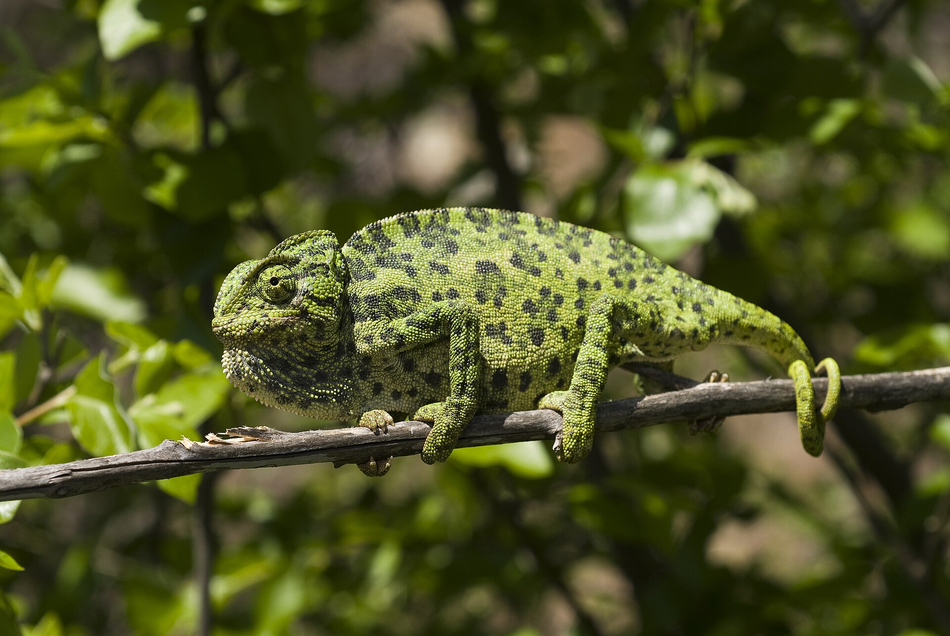 Chameleon obecný