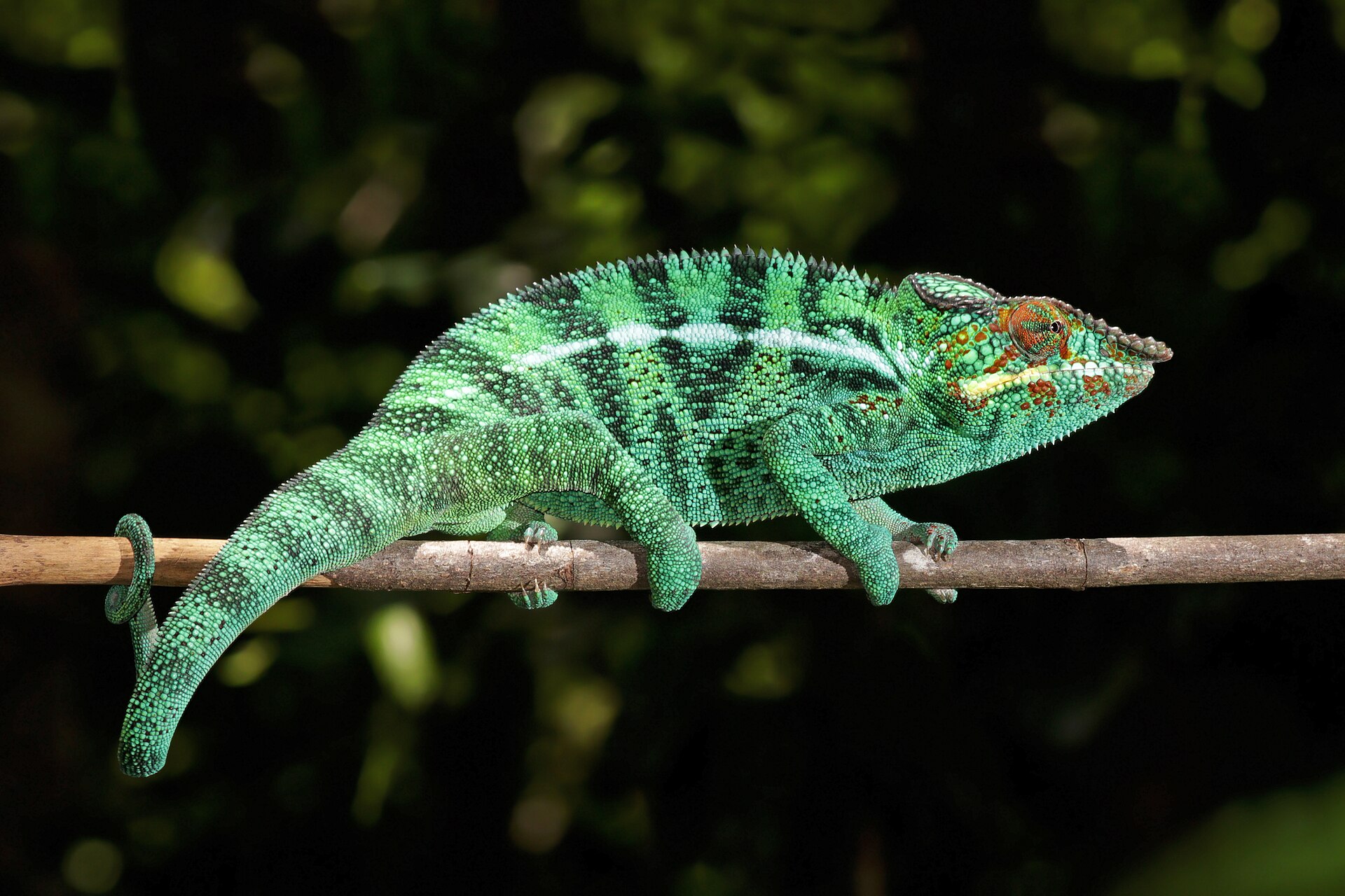 Chameleon pardálí