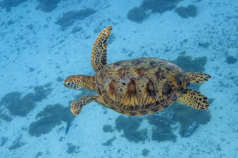 Kareta obrovská (Chelonia mydas)