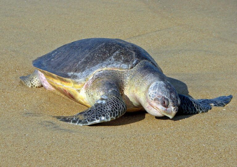 Kareta zelenavá (Lepidochelys olivacea)