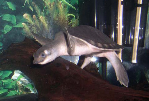 Karetka novoguinejská