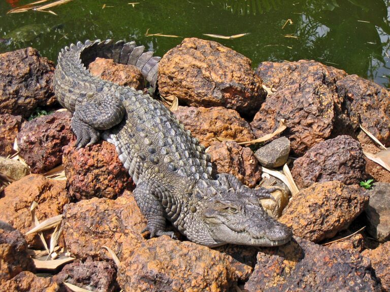 Krokodýl bahenní (Crocodylus palustris)