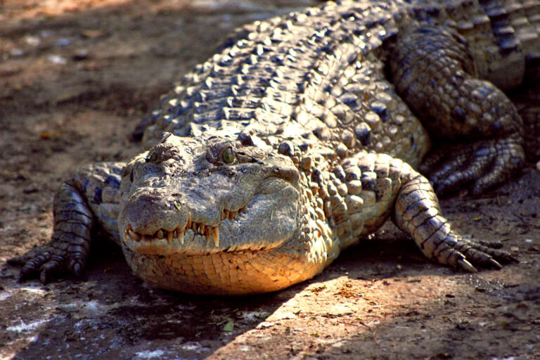 Krokodýl filipínský (Crocodylus mindorensis)