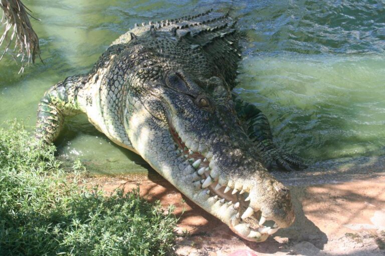 Krokodýl mořský (Crocodylus porosus)