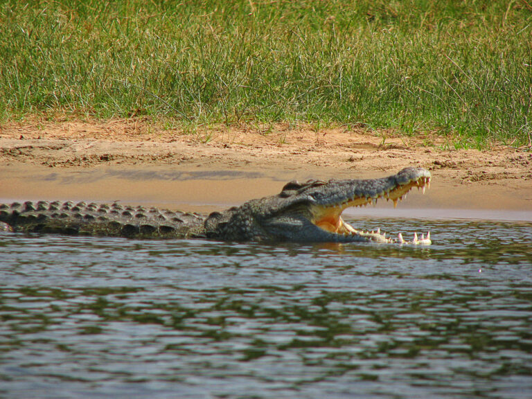 Krokodýl nilský (Crocodylus niloticus)