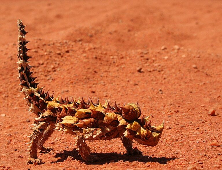 Moloch ostnitý Moloch ostnitý (Moloch horridus)
