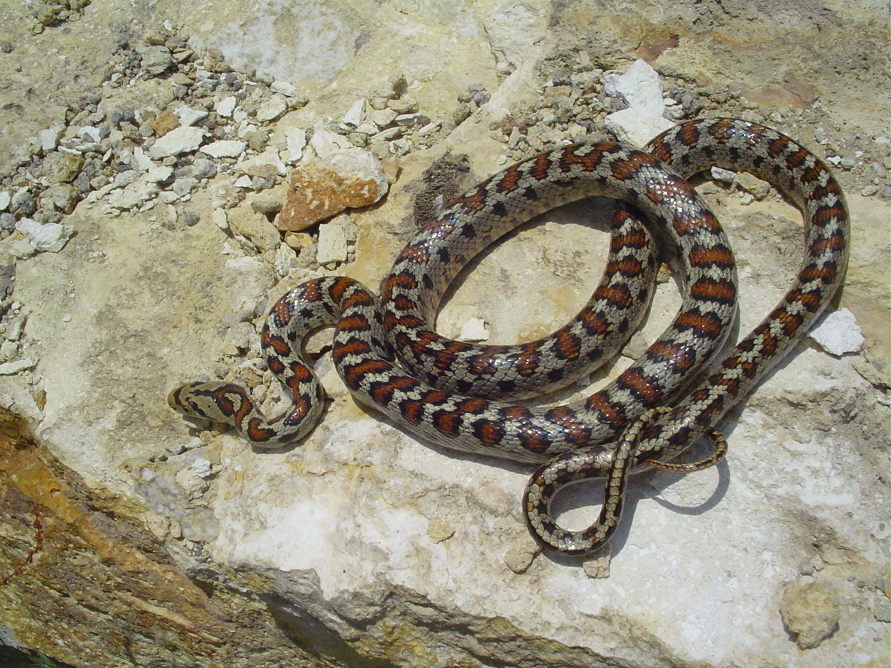 Užovka levhartí