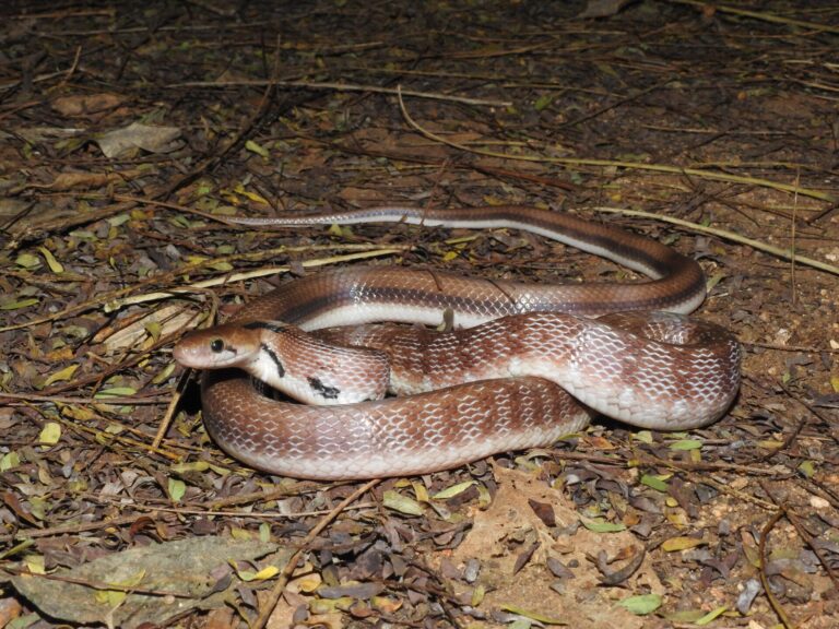 Užovka nádherná (Coelognathus helena)
