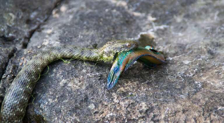 Užovka podplamatá Užovka podplamatá (Natrix tessellata)