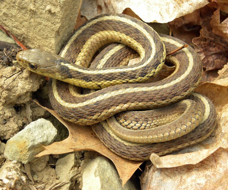 Užovka proužkovaná Užovka proužkovaná (Thamnophis sirtalis)