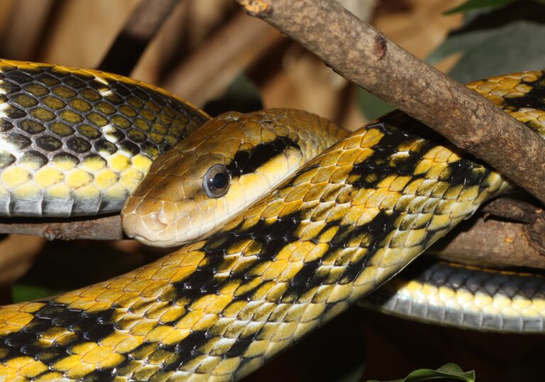 Užovka tenkoocasá Užovka tenkoocasá (Orthriophis taeniurus)
