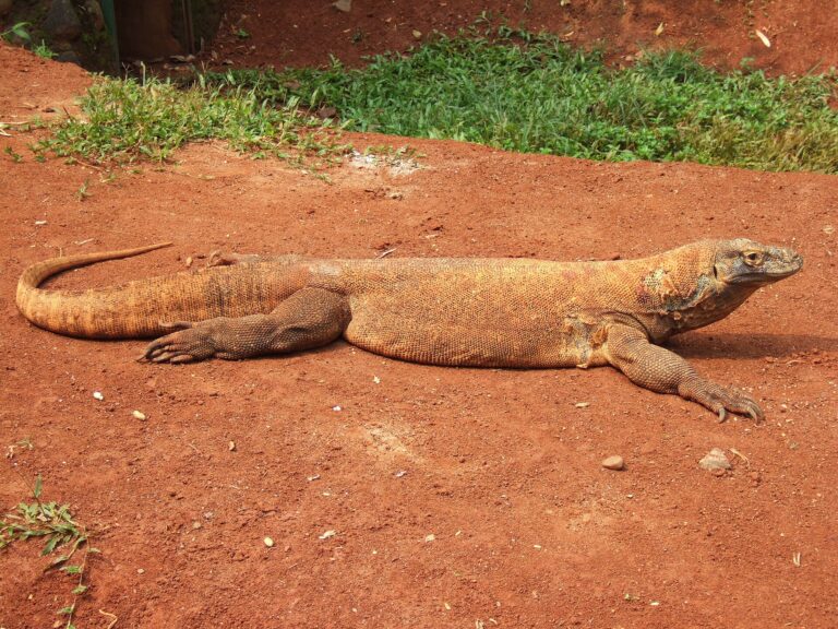 Varan komodský (Varanus komodoensis)