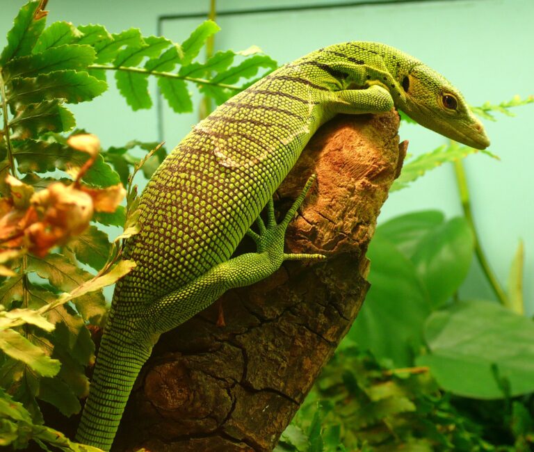 Varan smaragdový (Varanus prasinus)