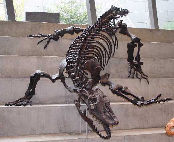 Varanus prisca