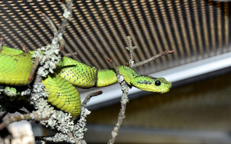 Zmije nitscheiova (Atheris nitschei)