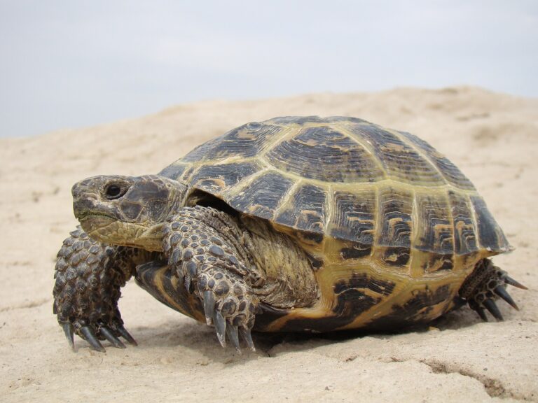 Želva čtyřprstá (Testudo horsfieldii)