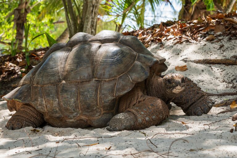 Želva obrovská (Aldabrachelys gigantea)