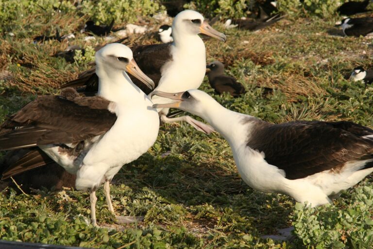 Albatros laysanský