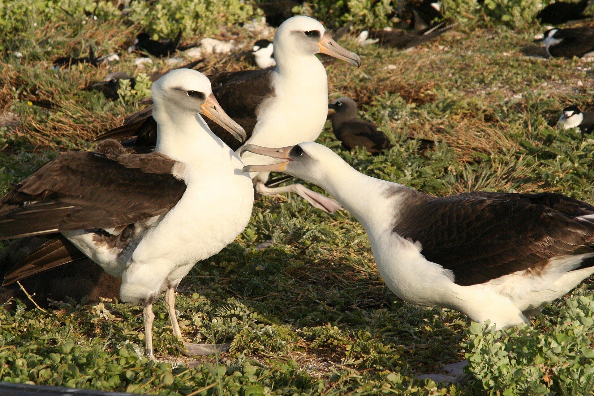 Albatros laysanský