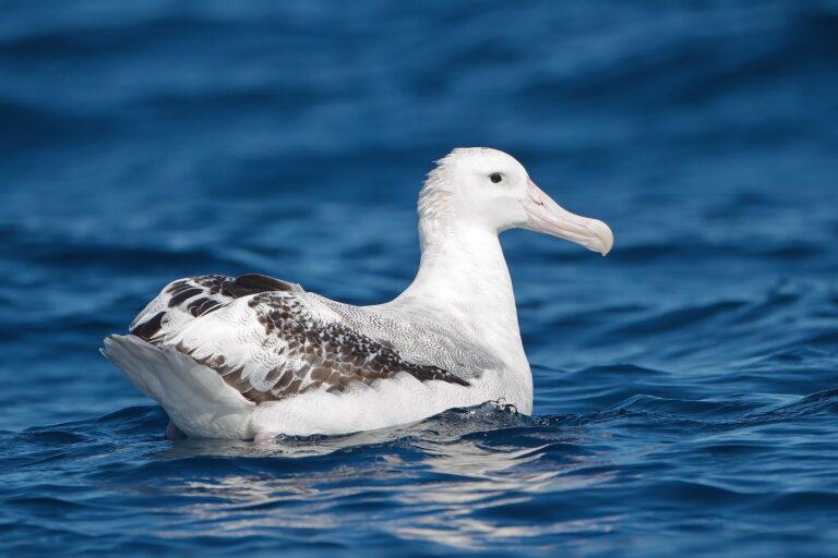 Albatros stěhovavý (Diomedea exulans)