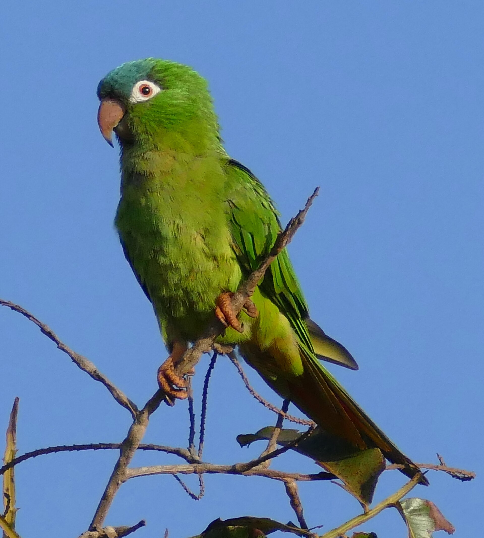 Aratinga dlouhoocasý