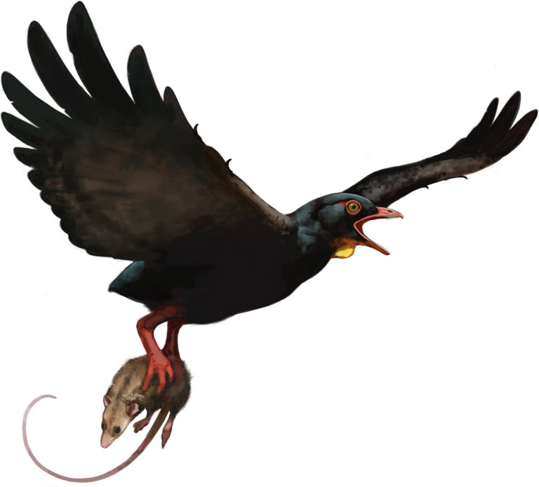 Avisaurus (Avisaurus)