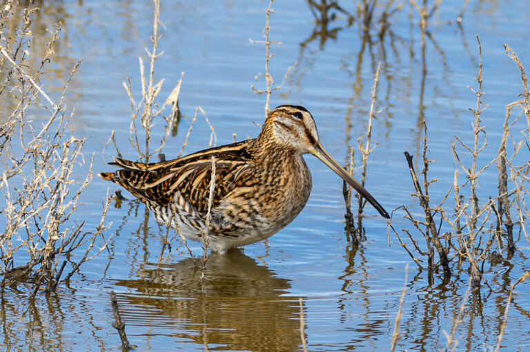 Bekasina otavní (Gallinago gallinago)