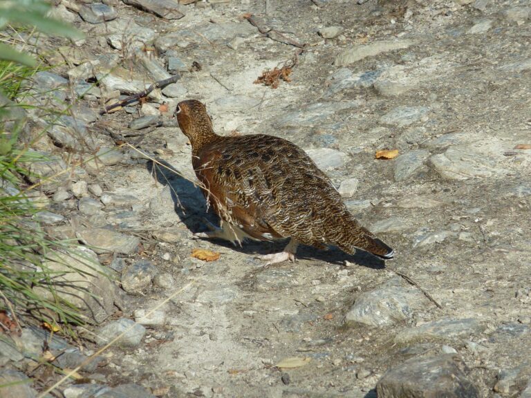 Bělokur rousný (Lagopus lagopus)
