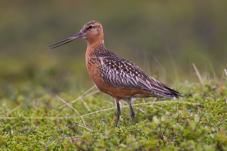Břehouš rudý (Limosa lapponica)
