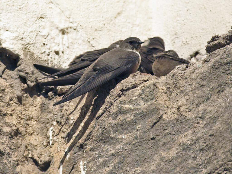 Břehule skalní (Ptyonoprogne rupestris)