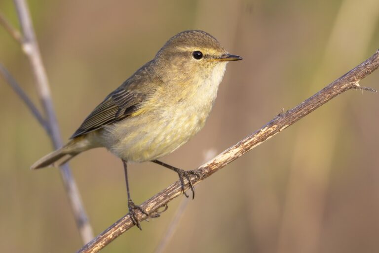 Budníček menší Budníček menší (Phylloscopus collybita)