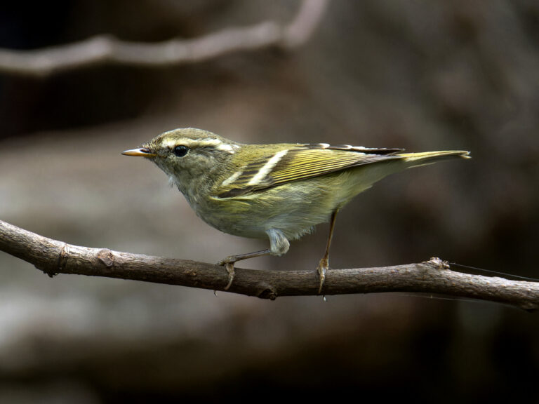 Budníček pruhohlavý (Phylloscopus inornatus)