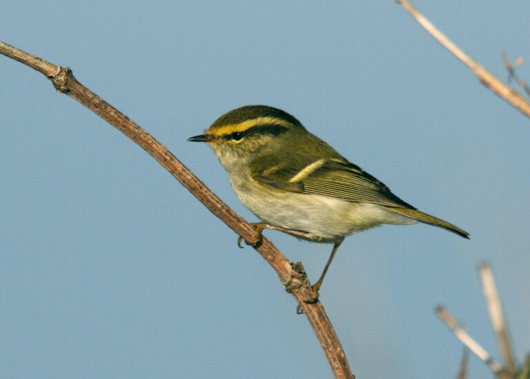 Budníček zlatohlavý Budníček zlatohlavý (Phylloscopus proregulus)