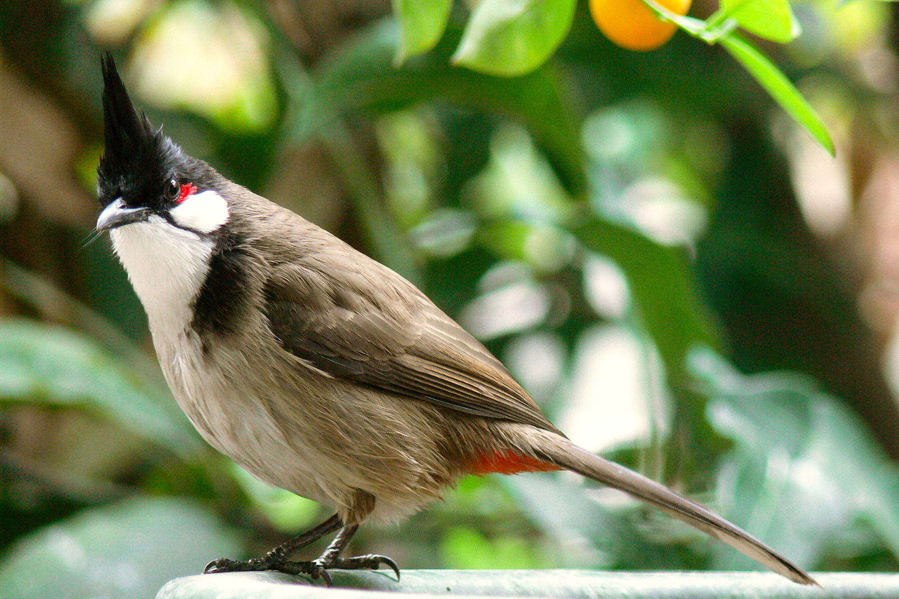 Bulbul červenouchý