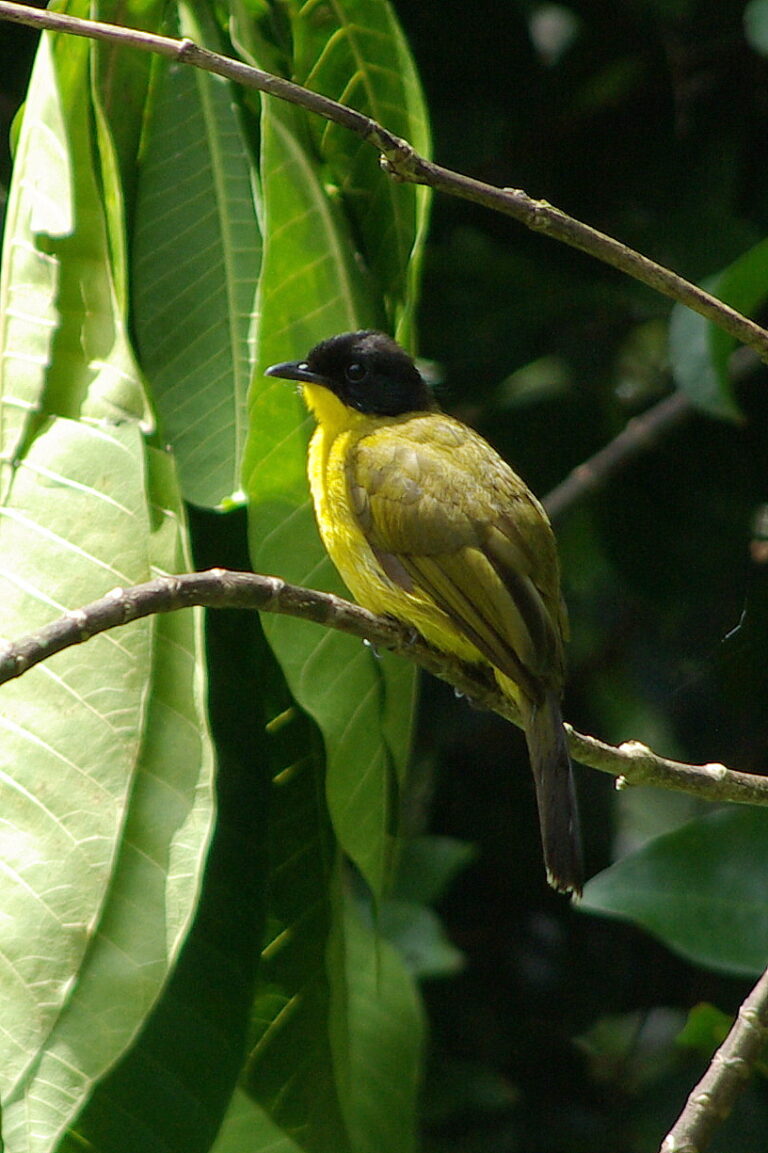 Bulbul oranžovohrdlý (Pycnonotus melanicterus)