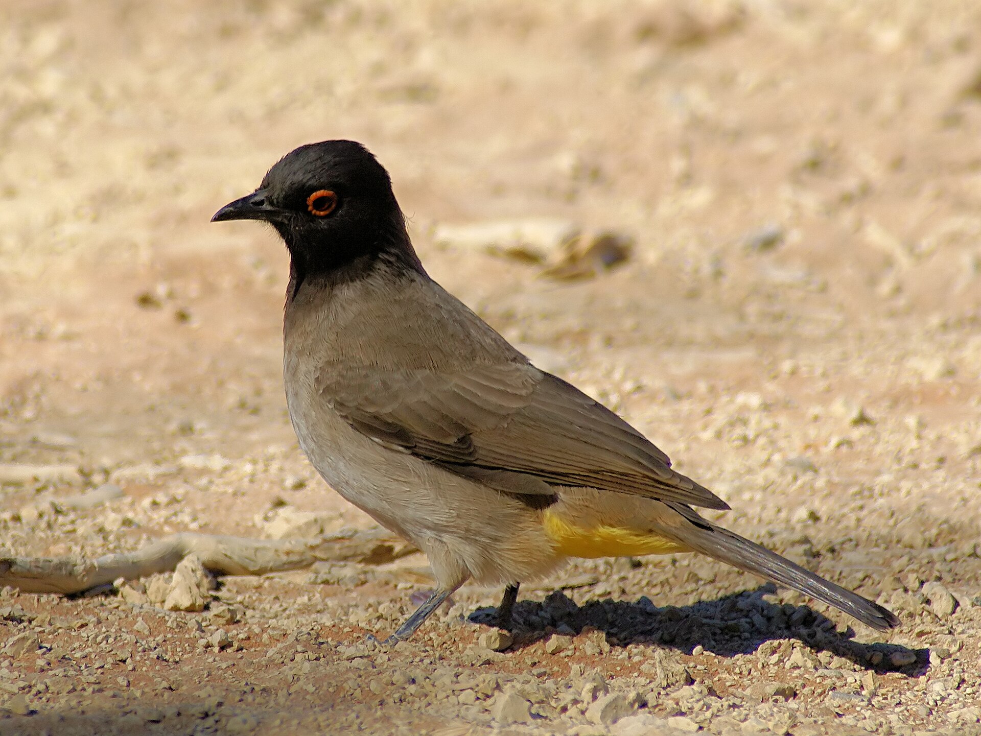 Bulbul rudooký