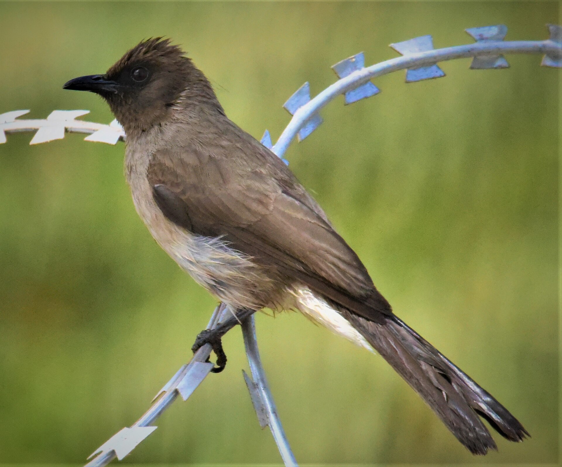 Bulbul zahradní