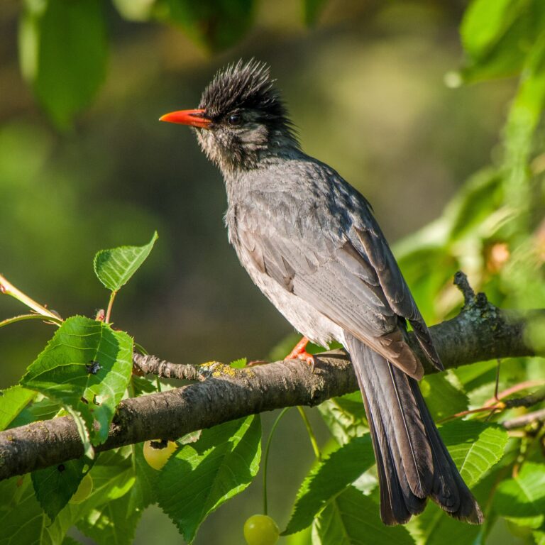 Bulbulčík černý (Hypsipetes leucocephalus)