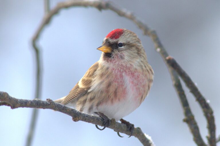 Čečetka zimní Čečetka zimní (Carduelis flammea)